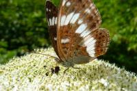 Limenitis camilla