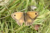 Pyronia tithonus