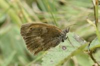 Pyronia tithonus