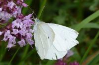 Pieris rapae