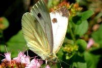 Pieris napi