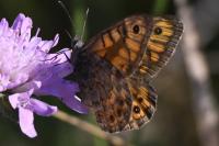 Lasiommata megera