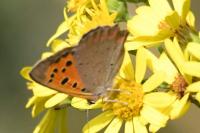 Lycaena phlaeas