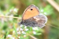 Coenonympha pamphilus
