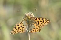 Issoria lathonia