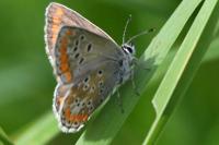 Aricia agestis