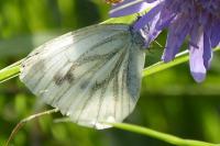 Pieris napi