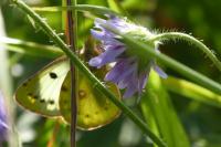 Colias hyale