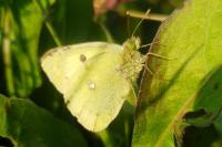 Colias crocea