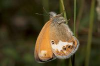 Coenonympha arcania