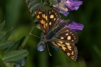 Carterocephalus palaemon