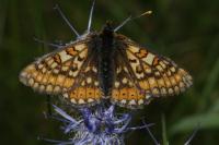 Euphydryas aurinia aurinia