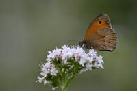 Maniola jurtina jurtina