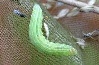 Thymelicus lineola