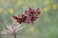 Boloria dia