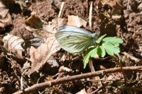 Pieris napi