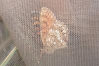 Melitaea athalia