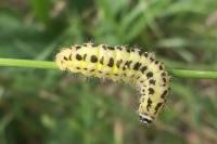 Zygaena filipendulae