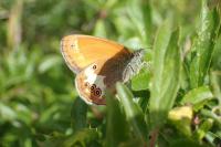 Coenonympha arcania