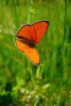 Lycaena dispar