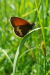 Coenonympha arcania