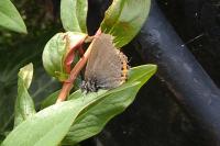 Satyrium pruni