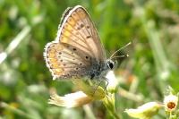 Aricia agestis