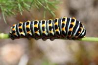 Papilio machaon