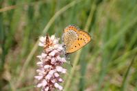 Lycaena helle perretei
