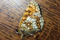 Melitaea athalia