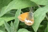 Coenonympha arcania