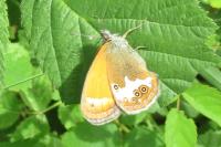 Coenonympha arcania