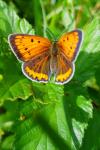 Lycaena dispar