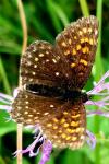 Melitaea diamina