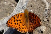 Fabriciana adippe