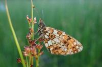Boloria selene