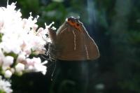 Satyrium w-album