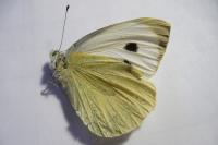 Pieris brassicae