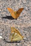 Argynnis paphia
