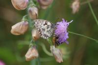 Melanargia galathea