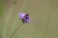 Zygaena