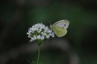 Pieris napi