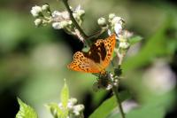 Argynnis paphia