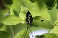 Limenitis camilla