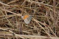 Coenonympha pamphilus