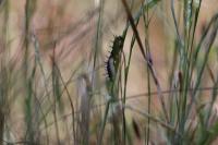 Aglais io