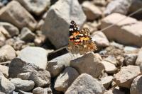Vanessa cardui