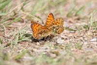 Speyeria aglaja