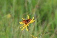 Melitaea