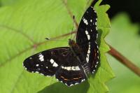 Araschnia levana